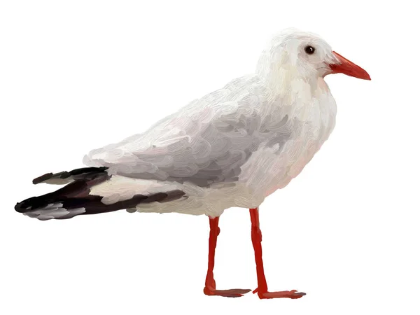 Malarstwo Olejne Mewa Białym Tle Portret Rysunku Ptaka — Zdjęcie stockowe