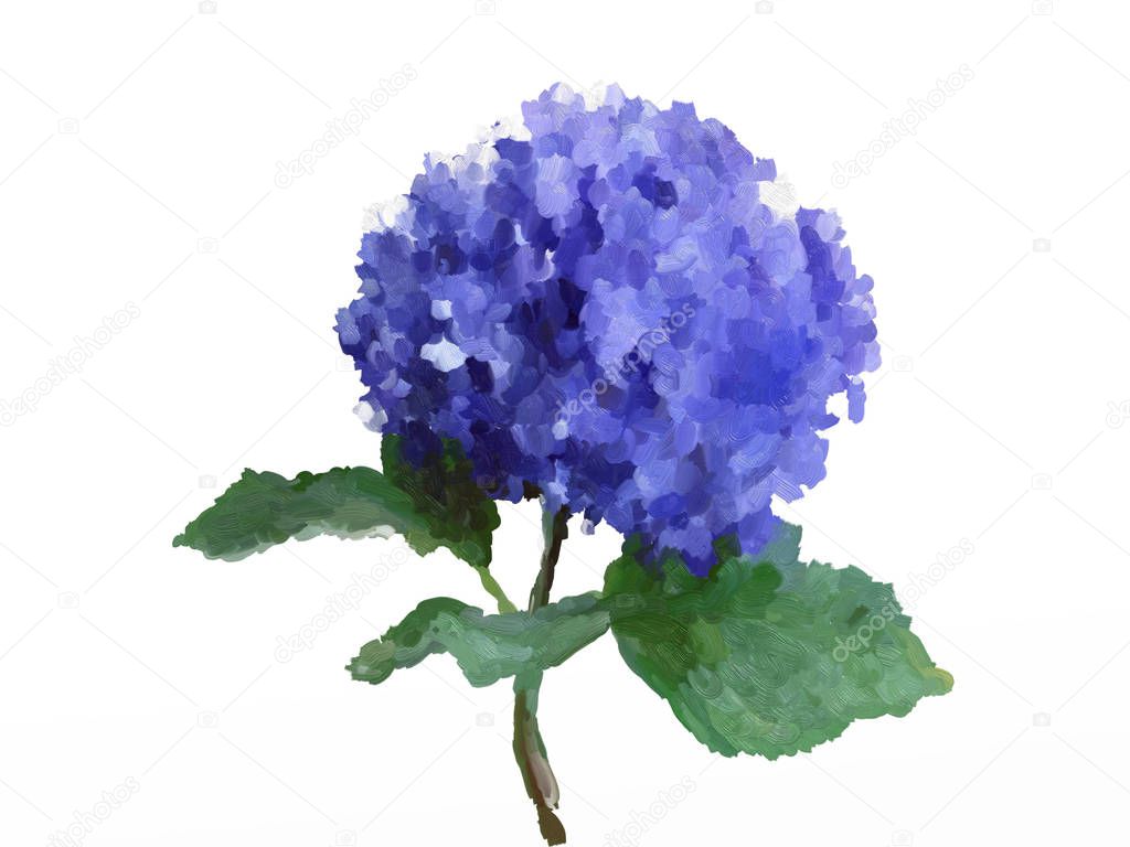 Oil Painting  Hydrangea  on White Background -  Drawing  Blue Hydrangea Flower 