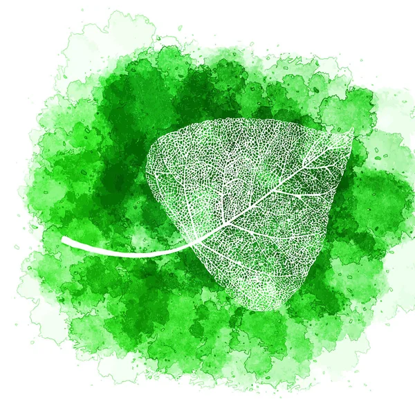 Vector Aquarell Pappelblatt Skelett Grüne Und Weiße Illustration — Stockvektor
