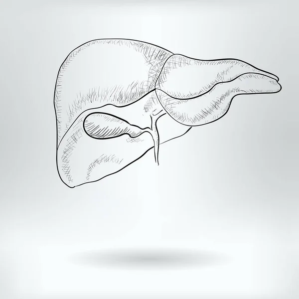 Cartoon Symbol Liver Science Medical Concept Drawing Sketch Vector Illustration — 스톡 벡터