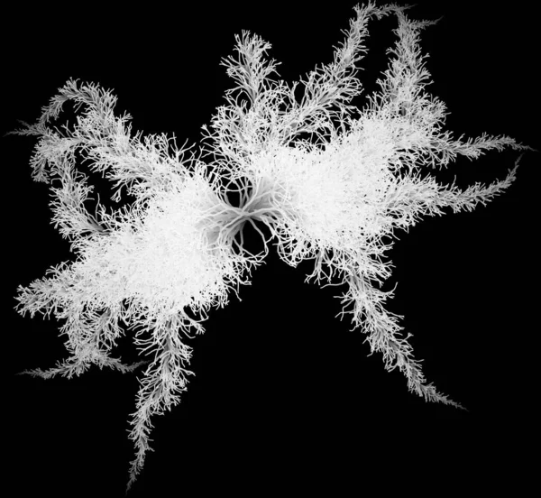 Putih Lichen Mycelium Hyphae Fiber Plexus Filament Wad Cluster — Stok Foto