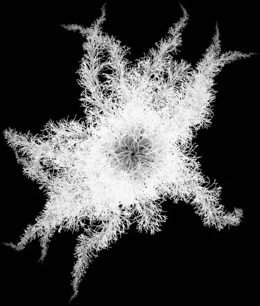 Στρογγυλό Λευκό Lichen Fiber Plexus Filament Wad Cluster — Φωτογραφία Αρχείου
