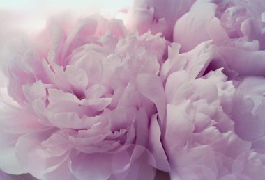 Klasik yumuşak şakayık çiçekleri.