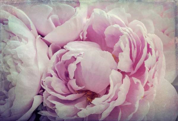 Klasik Yumuşak Şakayık Çiçekleri — Stok fotoğraf