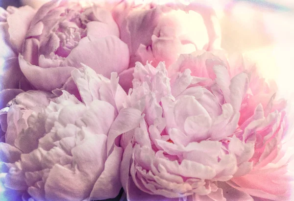 Vintage Soft Peonies Flowers — Stock Photo, Image