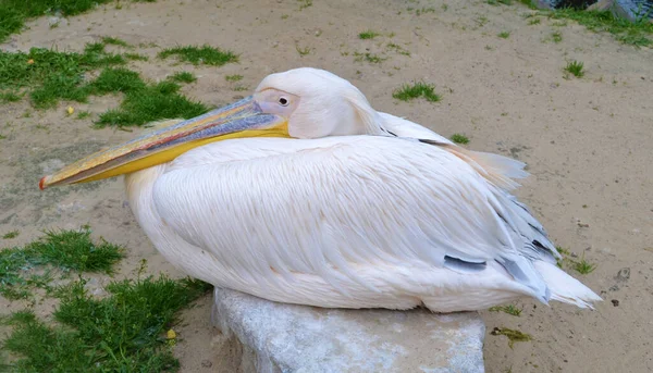 Pelecanus Onocrotalus Różowy Pelikan Siedzący Kamieniu Foto — Zdjęcie stockowe