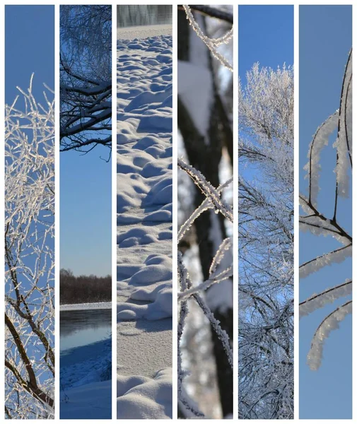 Brumal Bosque Helado Azul Blanco Invierno Frío Vertical Foto Collage — Foto de Stock