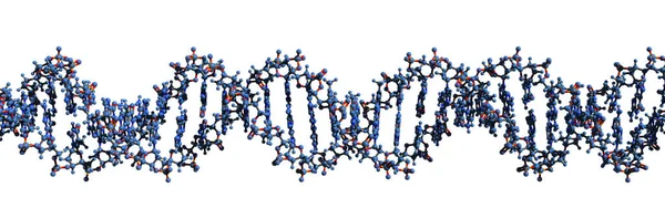 DNA makromolekül iskelet formülünün 3 boyutlu görüntüsü - beyaz arkaplanda izole edilmiş deoksiribonükleik asit çift sarmalının moleküler kimyasal yapısı,