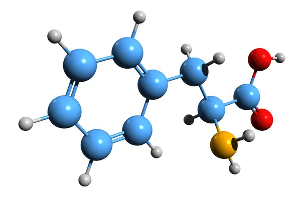Beeld Van Fenylalanine Skelet Formule Moleculaire Chemische Structuur Van Essentiële — Stockfoto
