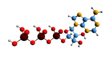 ATP iskelet formülünün 3 boyutlu görüntüsü - Adenozin trifosfatının moleküler kimyasal yapısı beyaz arkaplanda izole edildi