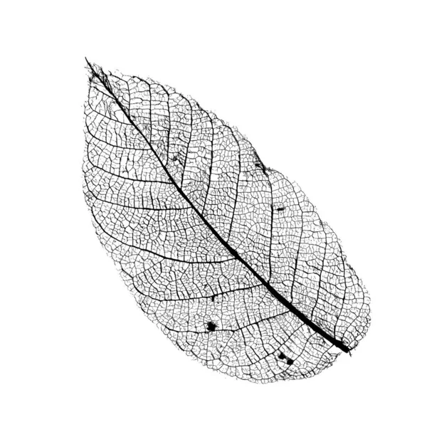 Estructura Hoja Nogal Vectorial Esqueletos Con Venas — Archivo Imágenes Vectoriales