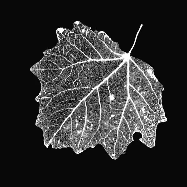 Vector Aspen Leaf Structure Skeletines Veins — 스톡 벡터