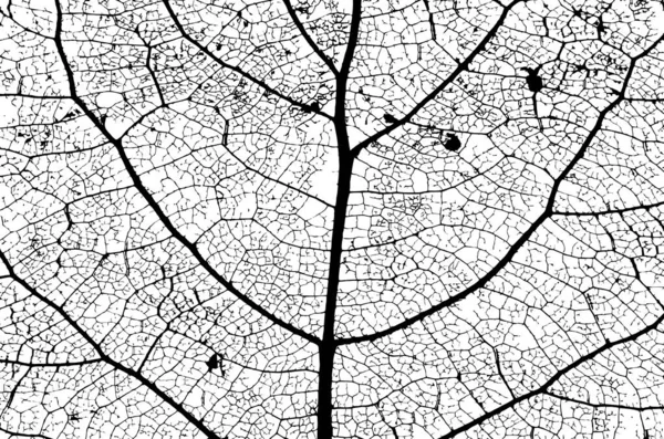 Leaf Structure Skeleton Veins Vector Grunge Background — Stock Vector