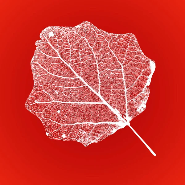 ベクトルアスペンの葉の構造静脈と骨格 — ストックベクタ