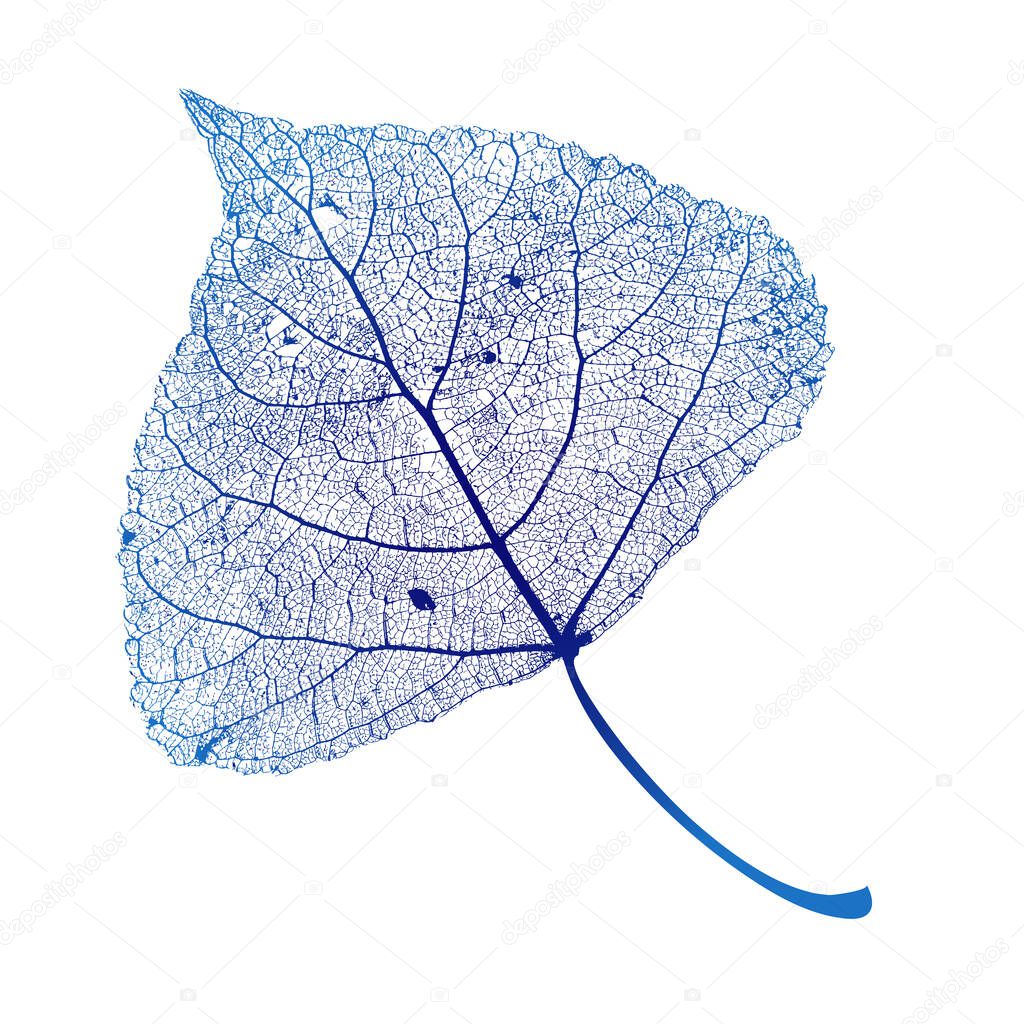 Vector Poplar Leaf Structure Skeletons with Veins