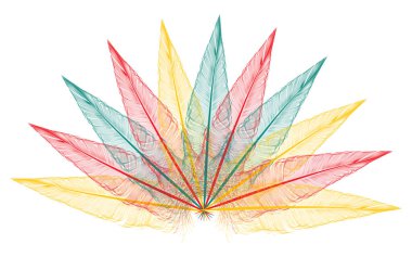 Şeffaf tüyler hayranı - vektör illüstrasyonu 