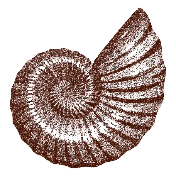 Doted Ammonite Shell Vektor Illutráció — Stock Vector