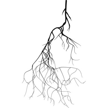 Kara kök sistemi - vektör seti