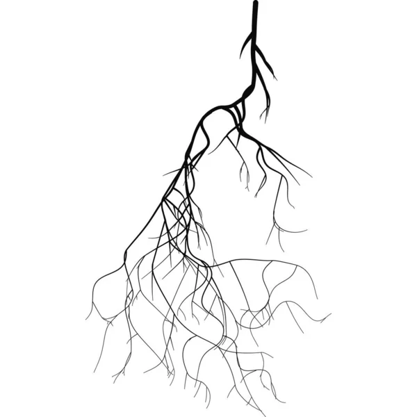 Black Root System Vector Set — Stock Vector