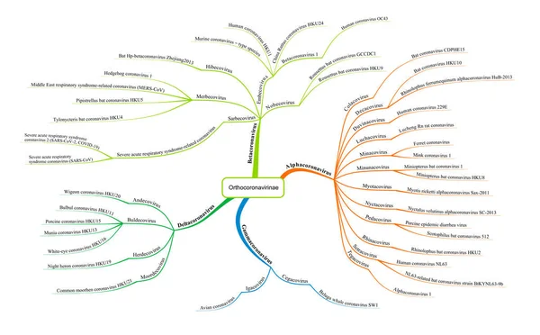 Диаграмма Таксономии Коронавируса Классификацией Вируса 2019 Ncov Векторный Дизайн Подсемейством — стоковый вектор
