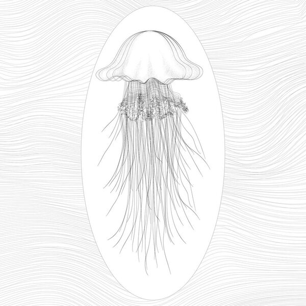 Vector  delicate oceanic jellyfish