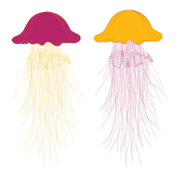 两个海洋水母的病媒 — 图库矢量图片
