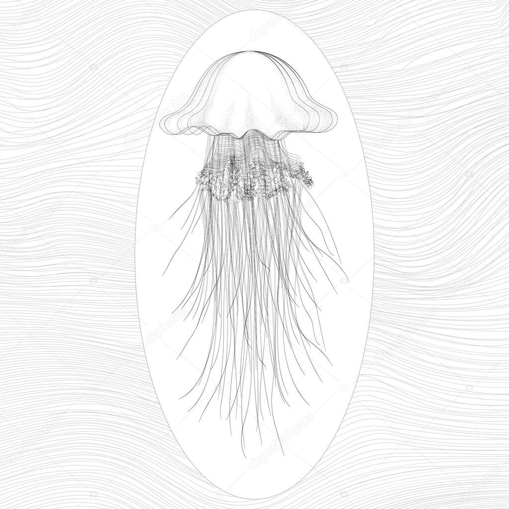 Vector  delicate oceanic jellyfish