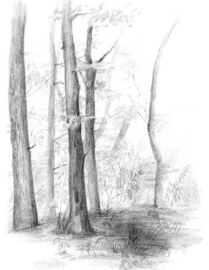Hand drawn sketch of forest trees clipart