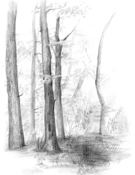 Hand drawn sketch of forest trees