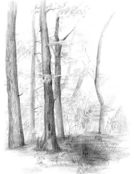 Croquis Dessiné Main Des Arbres Forestiers — Photo