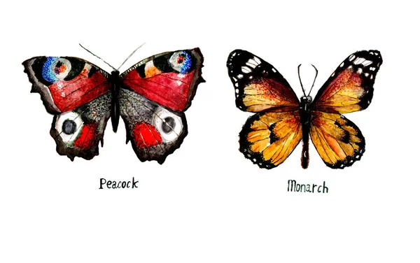 Χειροποίητες Πεταλούδες Υδατογραφίας — Φωτογραφία Αρχείου