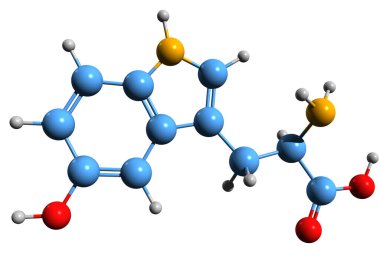 5-Hidroksitriptofan iskelet formülünün 3 boyutlu görüntüsü - beyaz arkaplanda 5-htp izole edilmiş moleküler kimyasal yapı