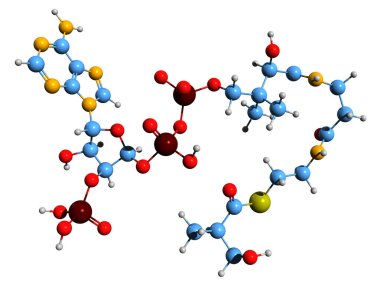 3-Hydroxyizobutyryl-CoA iskelet formülünün 3B görüntüsü - beyaz arka planda izole edilmiş valin metabolizmasında aracının moleküler kimyasal yapısı