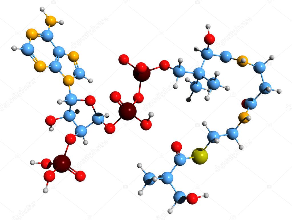 3D image of 3-Hydroxyisobutyryl-CoA skeletal formula - molecular chemical structure of  intermediate in the metabolism of valine isolated on white background