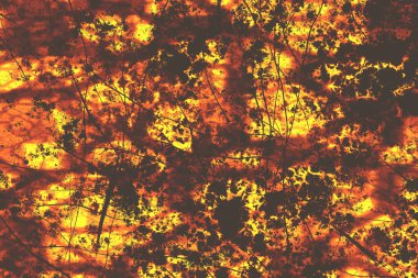 Geniş kehribar dilimi arkaplanı  