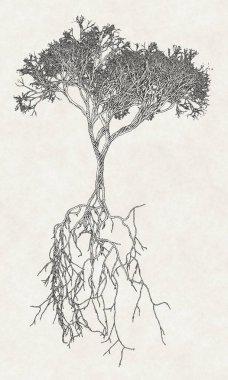 Kök sistemine sahip gölgelenmiş çıplak ağaç 