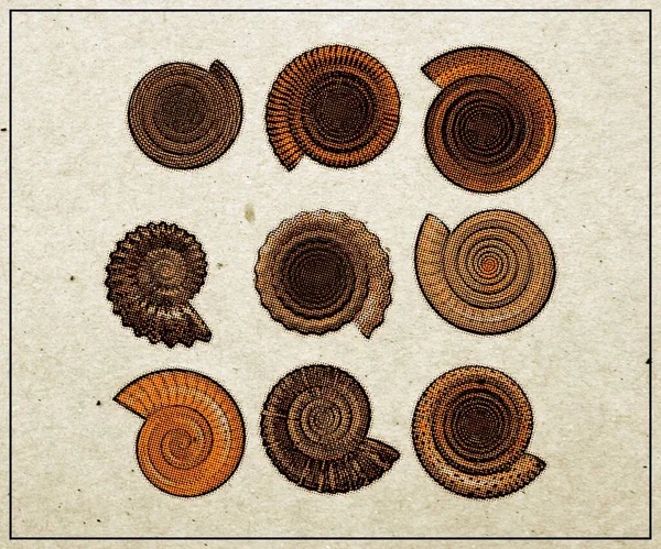 Set Guscio Ammonite Poster Vintage Mezzitoni — Foto Stock