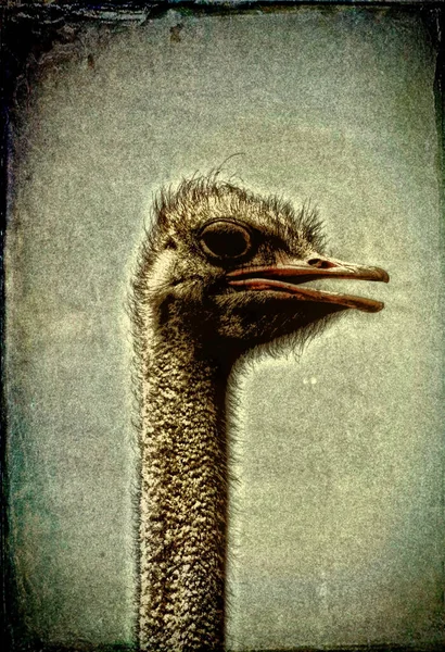 Strauß Emu Grunge Vintage Foto — Stockfoto
