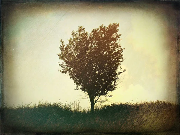 Lonely Tree Grunge Vintage Foto — Stockfoto