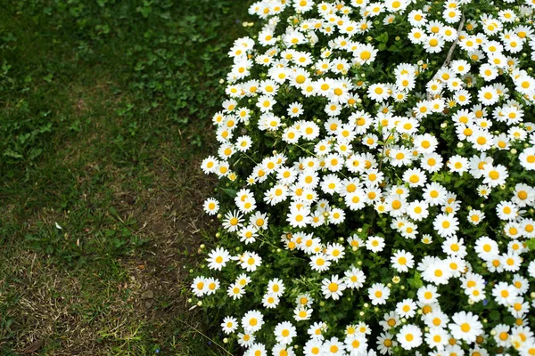 공원의 푸른 잔디 위에 있는 하얀 꽃들 — 스톡 사진