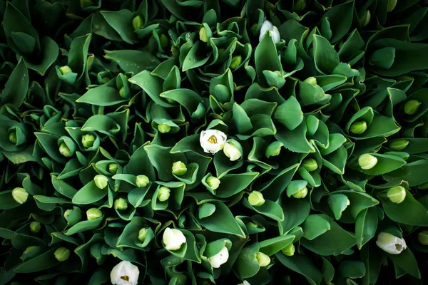 Petites tulipes sur le fond vert au printemps — Photo