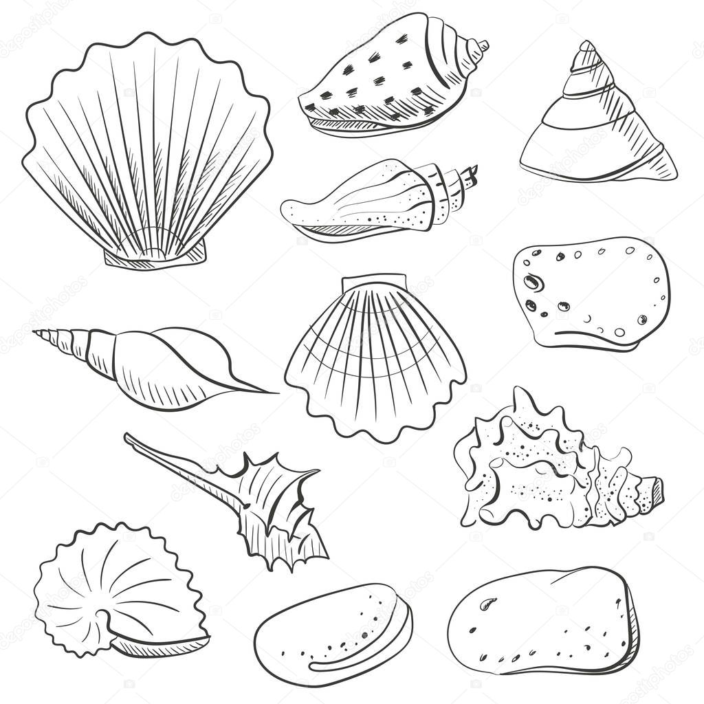 Shell vector set for design in sea beach style. Line, contour exotic shells