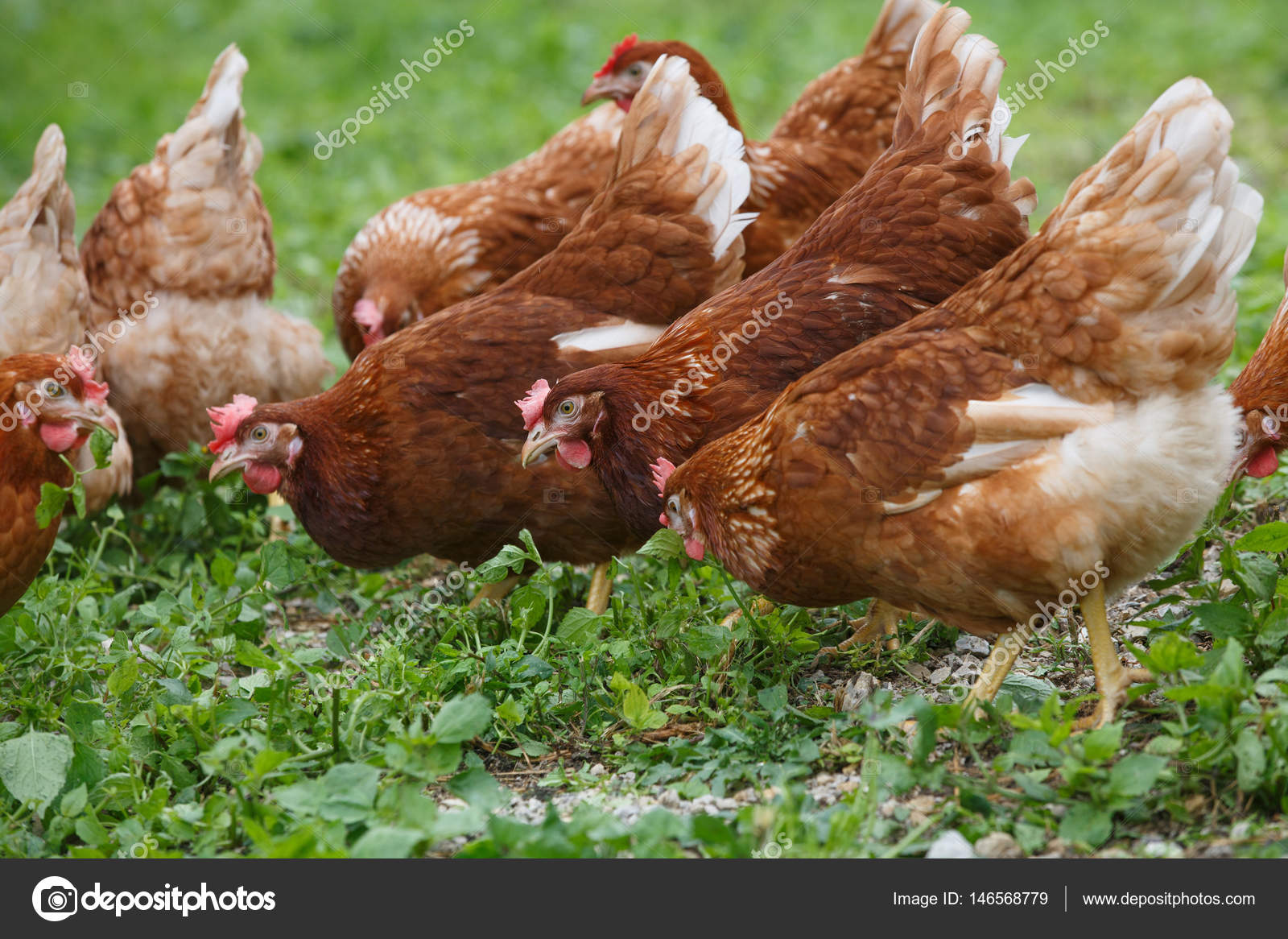 Free range hens chicken on an organic farm stock photo zlikovec