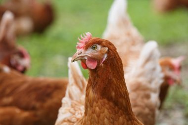 Free-range hens (chicken) on an organic farm clipart