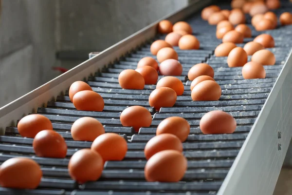 Свежие и сырые куриные яйца на конвейере — стоковое фото