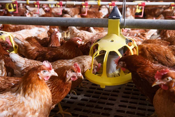 Farm csirke egy pajtában, egy automatikus adagoló-ból eszik — Stock Fotó