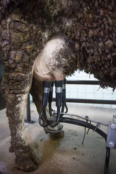 Доильный аппарат на вымени для коров — стоковое фото