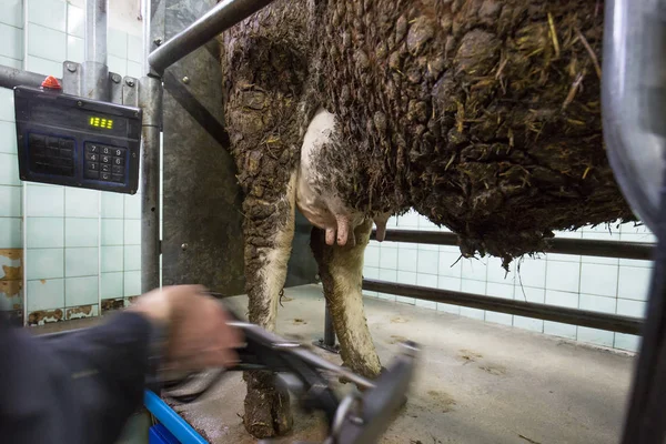 Agricultor aplicando la máquina de ordeño a una vaca — Foto de Stock