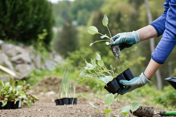 Gärtner pflanzt, pflügt die Brokkoli-Setzlinge in — Stockfoto