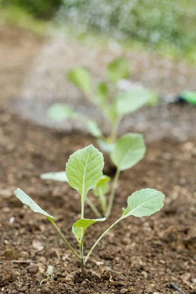 新たに植えたブロッコリーの苗のクローズ アップ — ストック写真